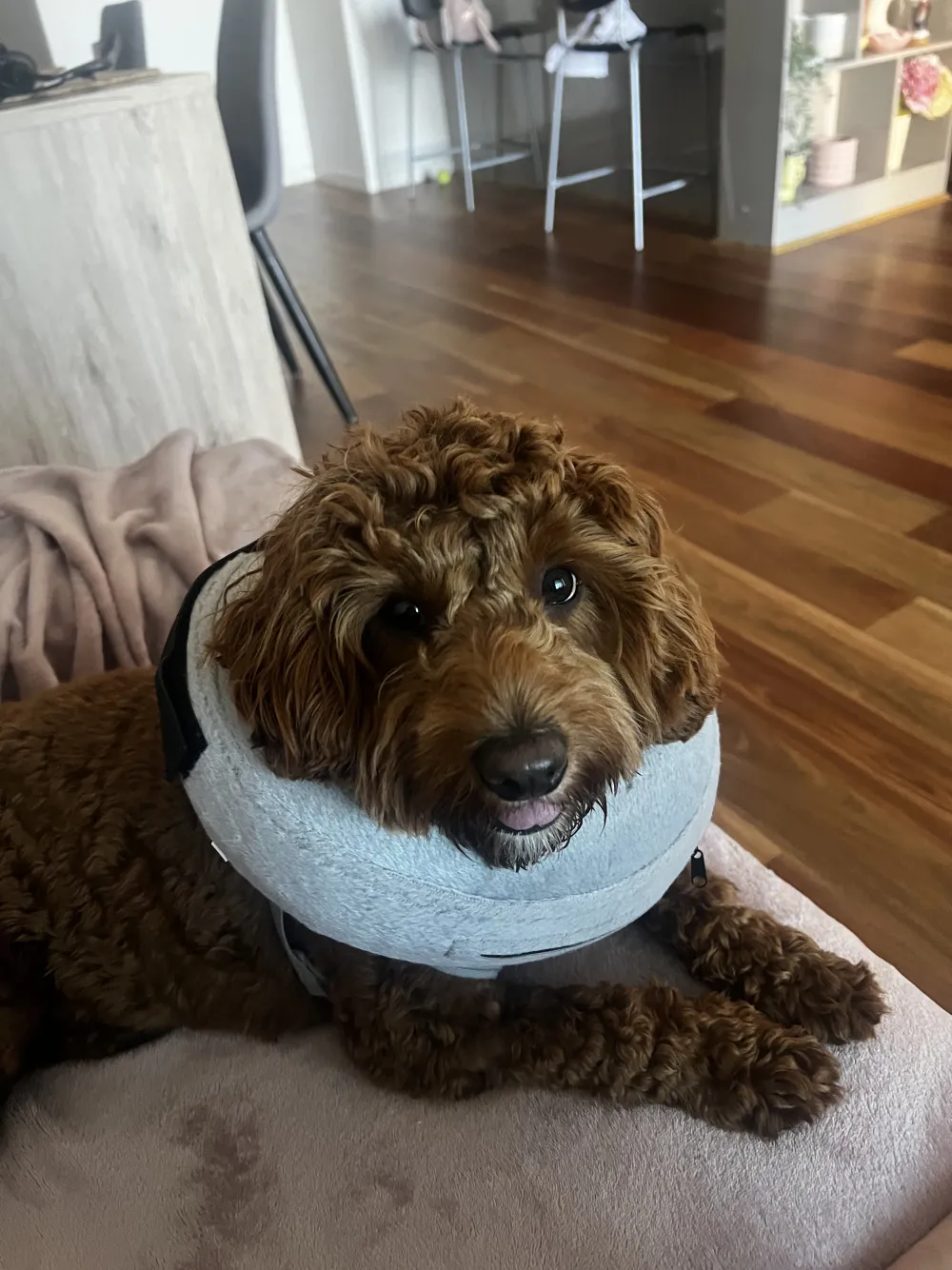 Goldendoodle wearing a recovery cone, resting comfortably during a home-based stay
