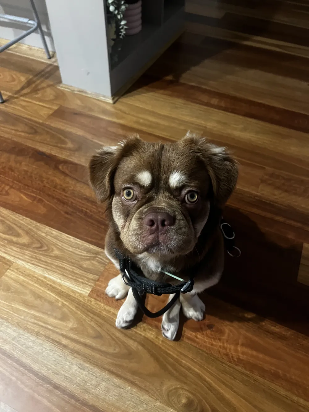 Small brown puppy in a harness settling into daycare at Harleen's Dogsitting