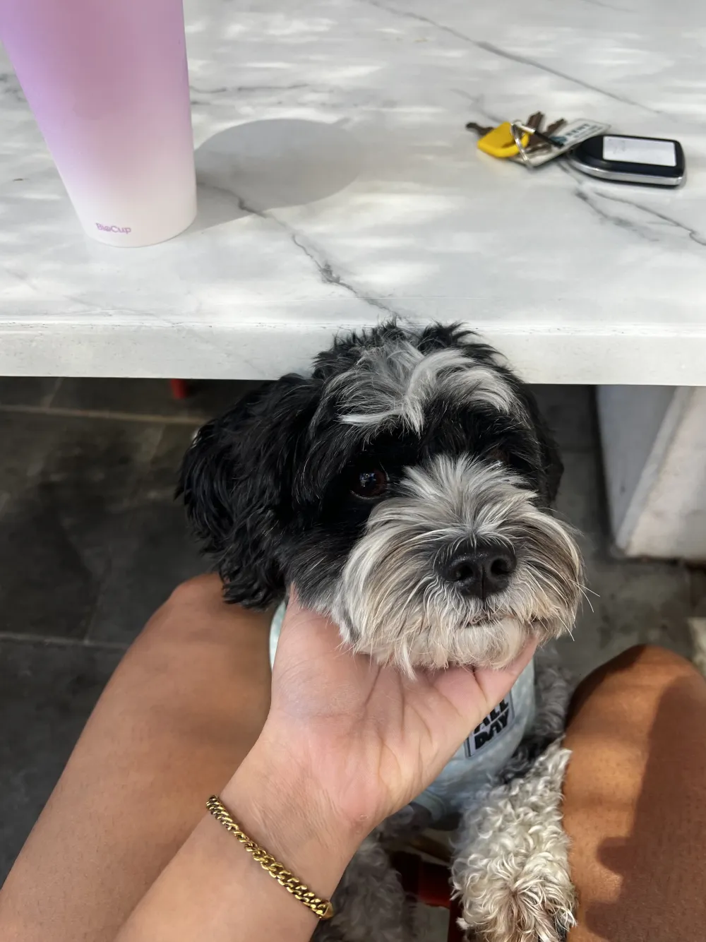 Close up of a small black and white dog in daycare at Harleen's Dogsitting